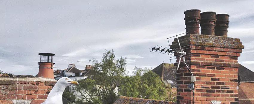 Chimney Cleaning And Restoration in Mustang, Oklahoma